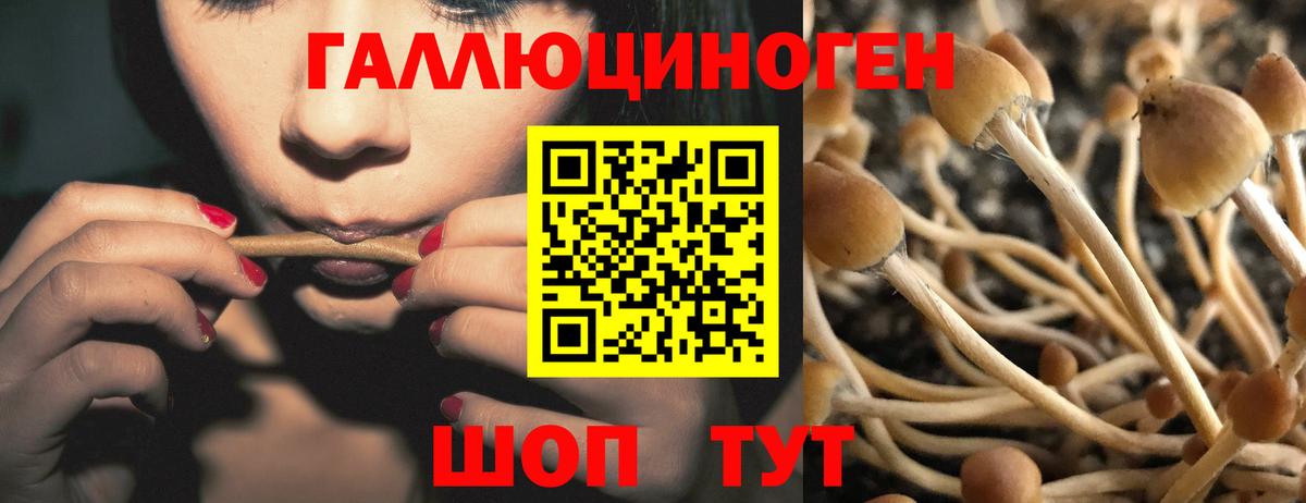 цены наркотик  Псилоцибиновые грибы Psilocybe  Реж  Вход с VPN  Галлюциногенные грибы Psilocybe 